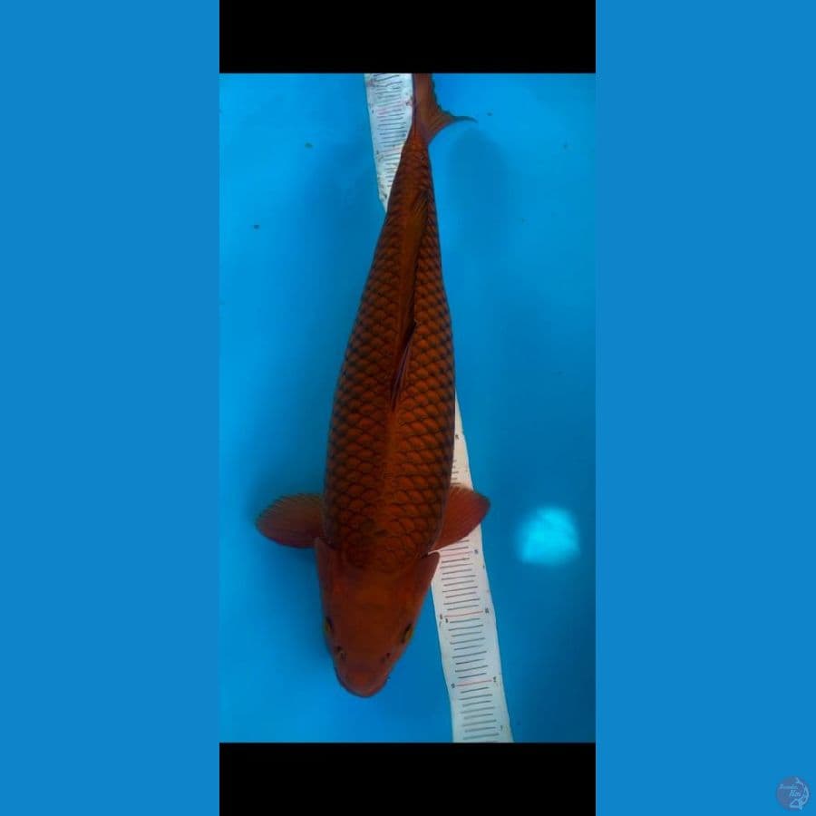 CHAGOI 55cm High Quality (ring ruapi)