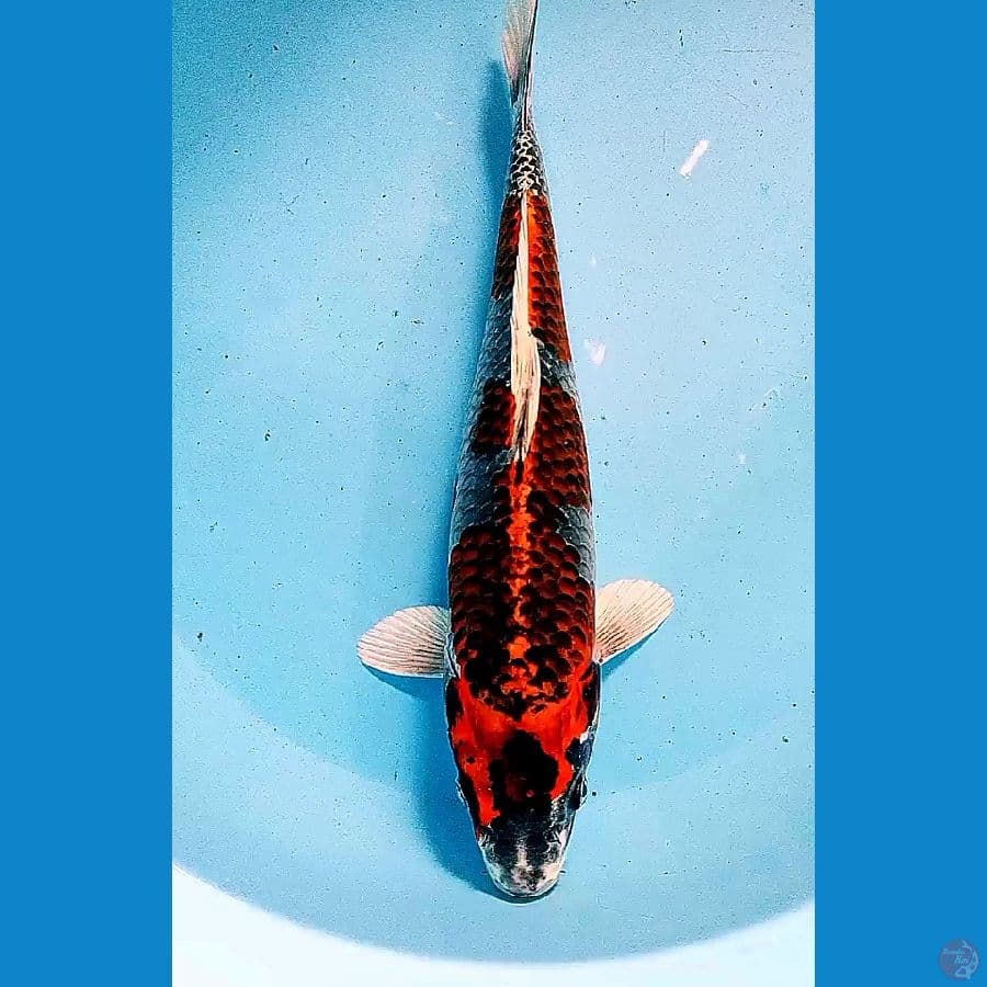 35 cm gingga