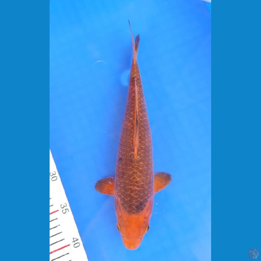 Caramel 32cm Betina