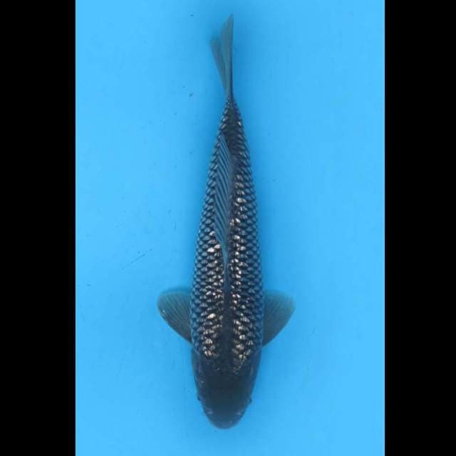 32cm male, F1 Spesial Soragoi A Ginrin Tosai