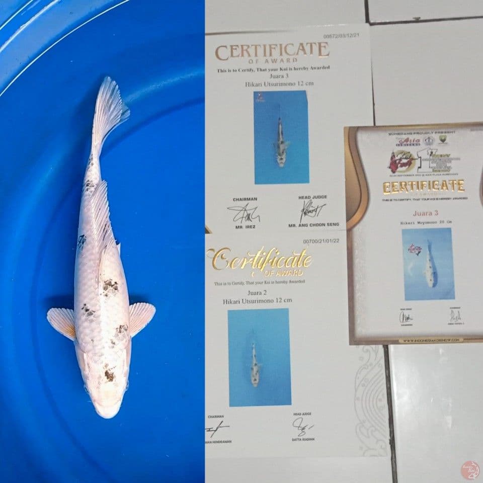 Hikari Utsurimono 32 cm