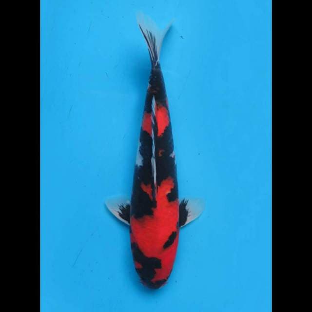 34cm male, F1 Spesial Red Showa Prospek