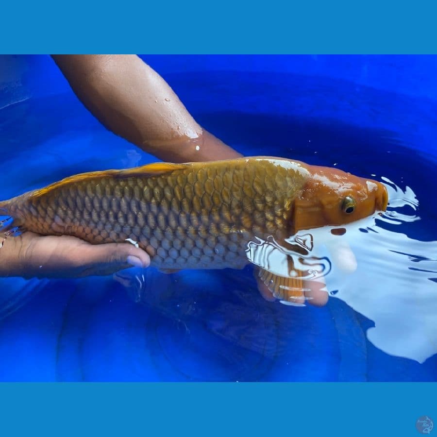 42 punuk chagoi ginrin ~ Ak4