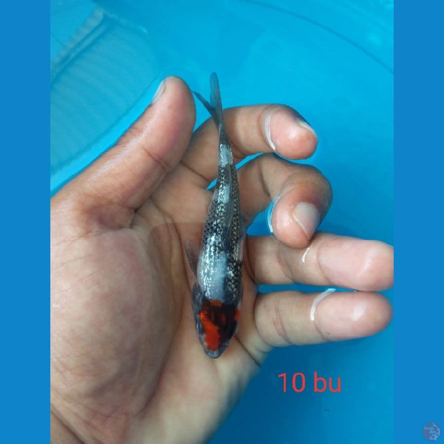 mini showa ginrin 10 bu