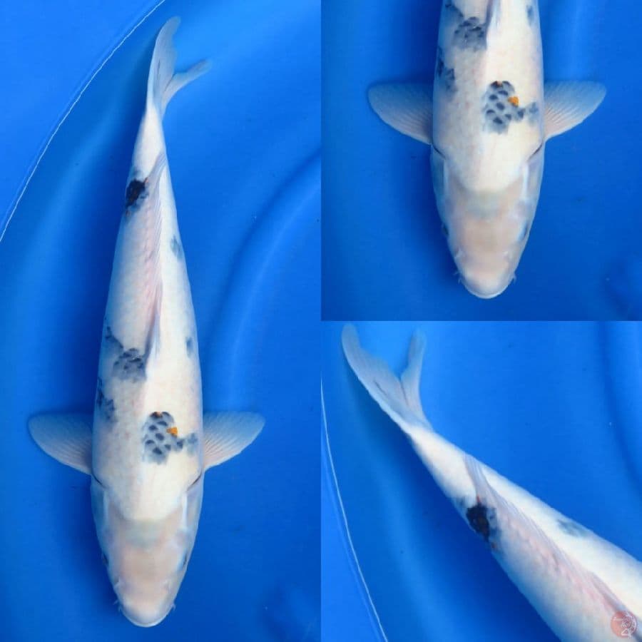 48cm , Jumbo Shiro Evo