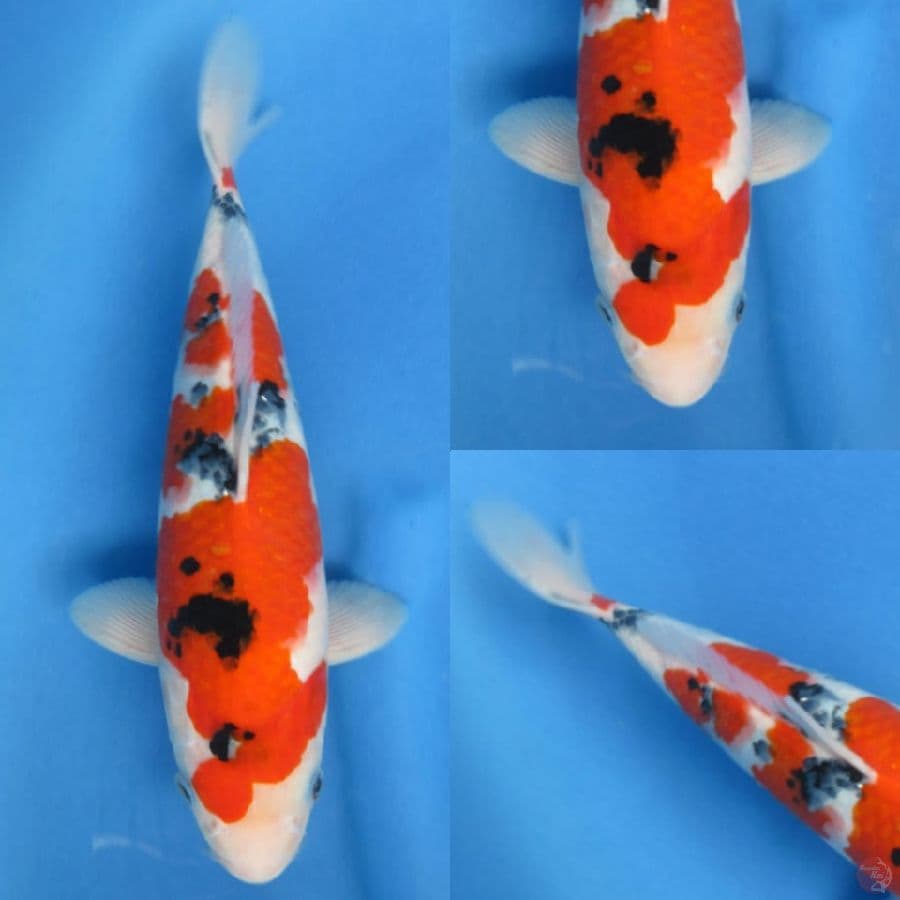 SQ Sanke Male , 30cm