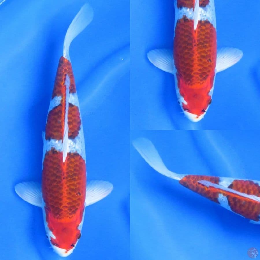 37cm , Male Goshiki HQ