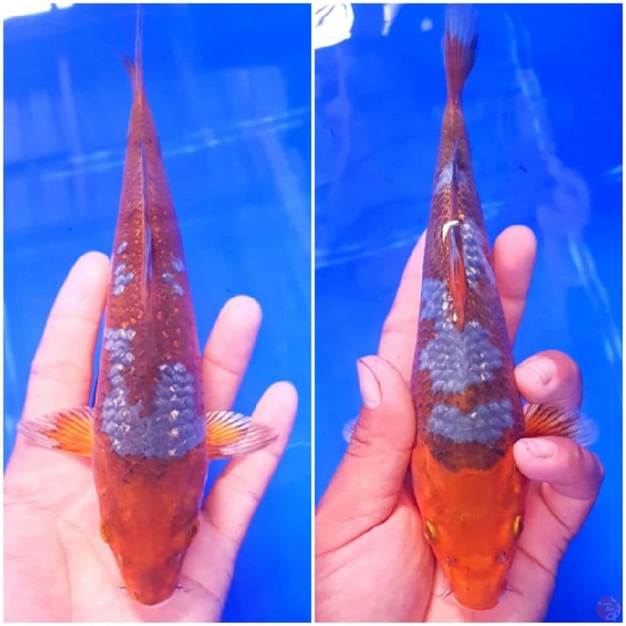 sabikoyo 18-20 cm