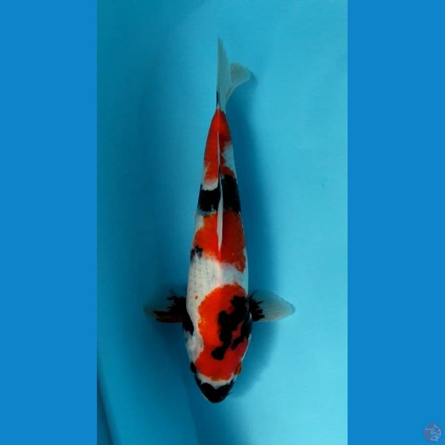 Showa. 35cm.fm™