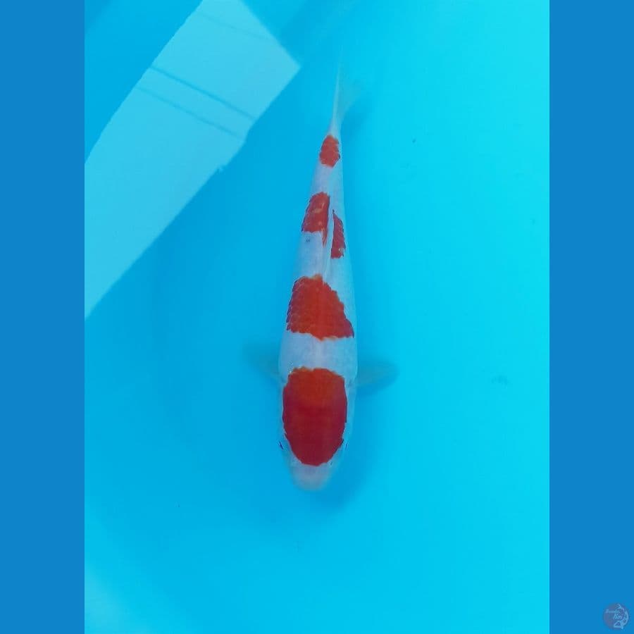 Kohaku 24cm