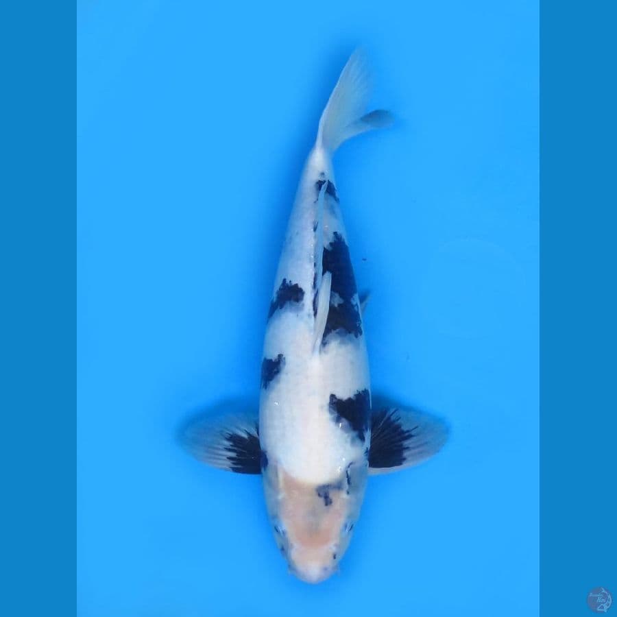 50cm - Shiro Tategoi SQ