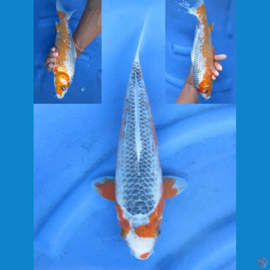 29cm - Asagi Merah.