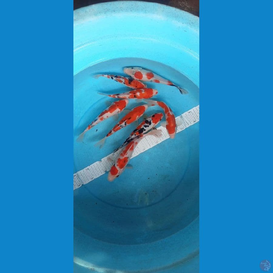 18-25cm 8ekor