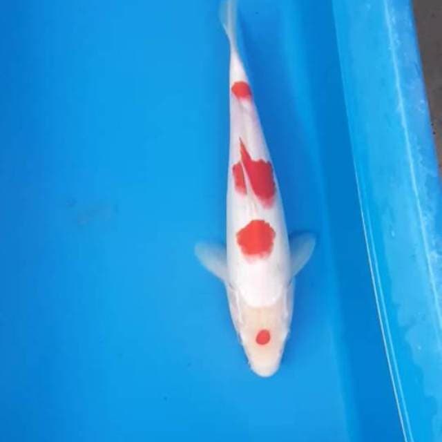 MARUTEN KOHAKU YONDAN