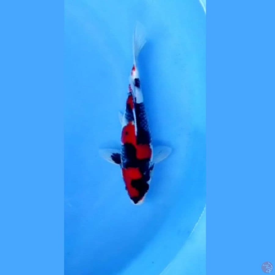 ( 25CM ) HQ SHOWA SANSHOKU - MALE