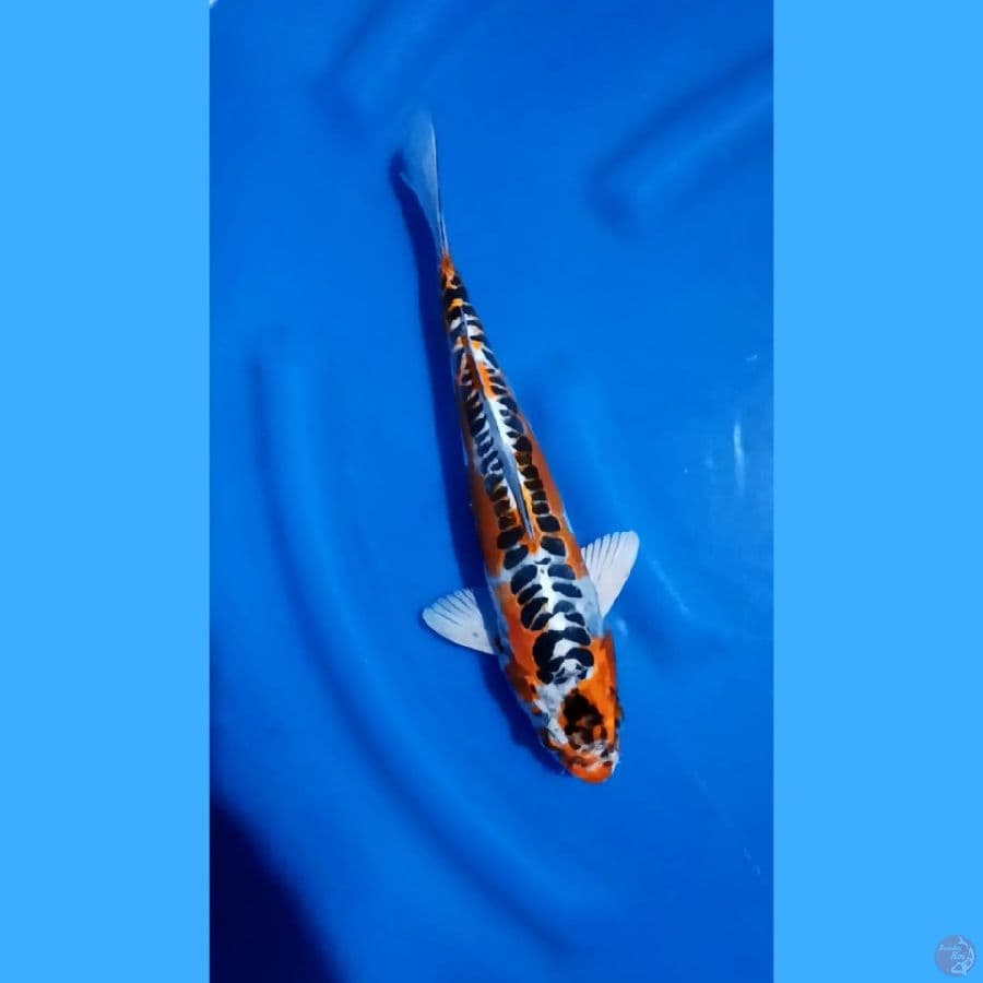 ( 34CM ) HIKARIMOYOMONO RING RAPI - MALE