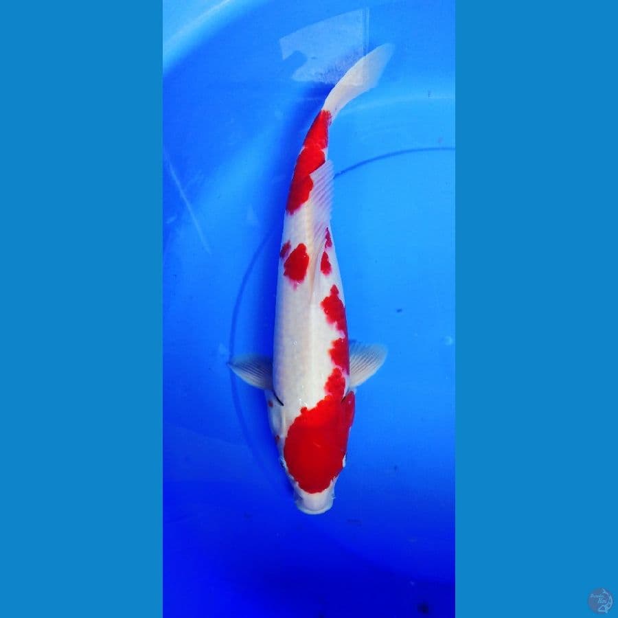 kohaku 42 cm