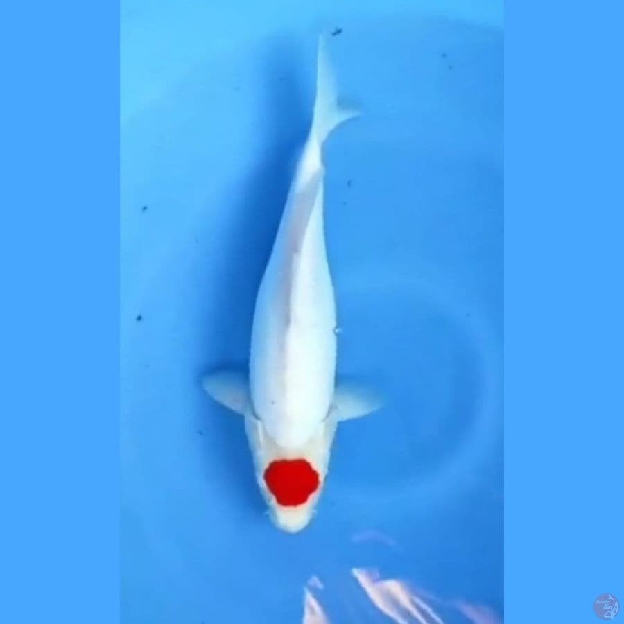 ( 37CM ) TANCHO KOHAKU DOITSU MURNI ORI