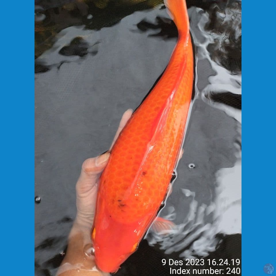 SUPER RED KARASI