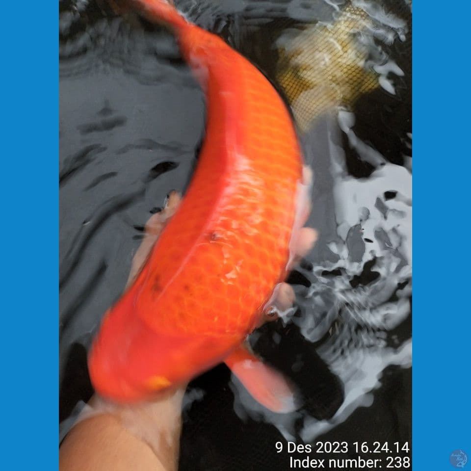 SUPER RED KARASI