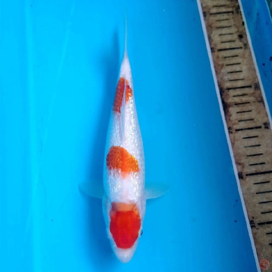 kohaku ginrin, 25 cm