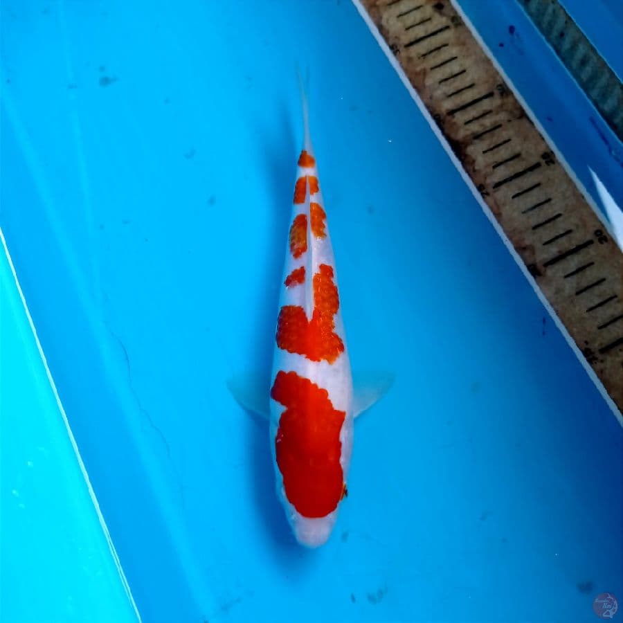 kohaku, 23 cm