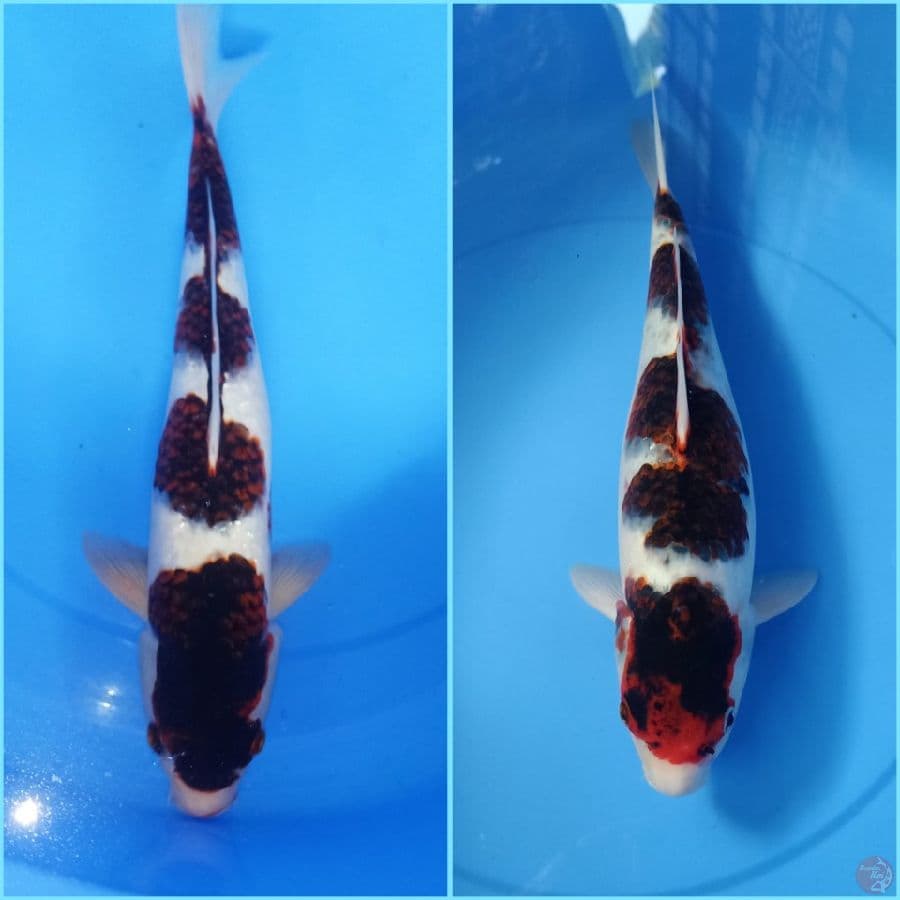 Sepasang 40cm-45cm