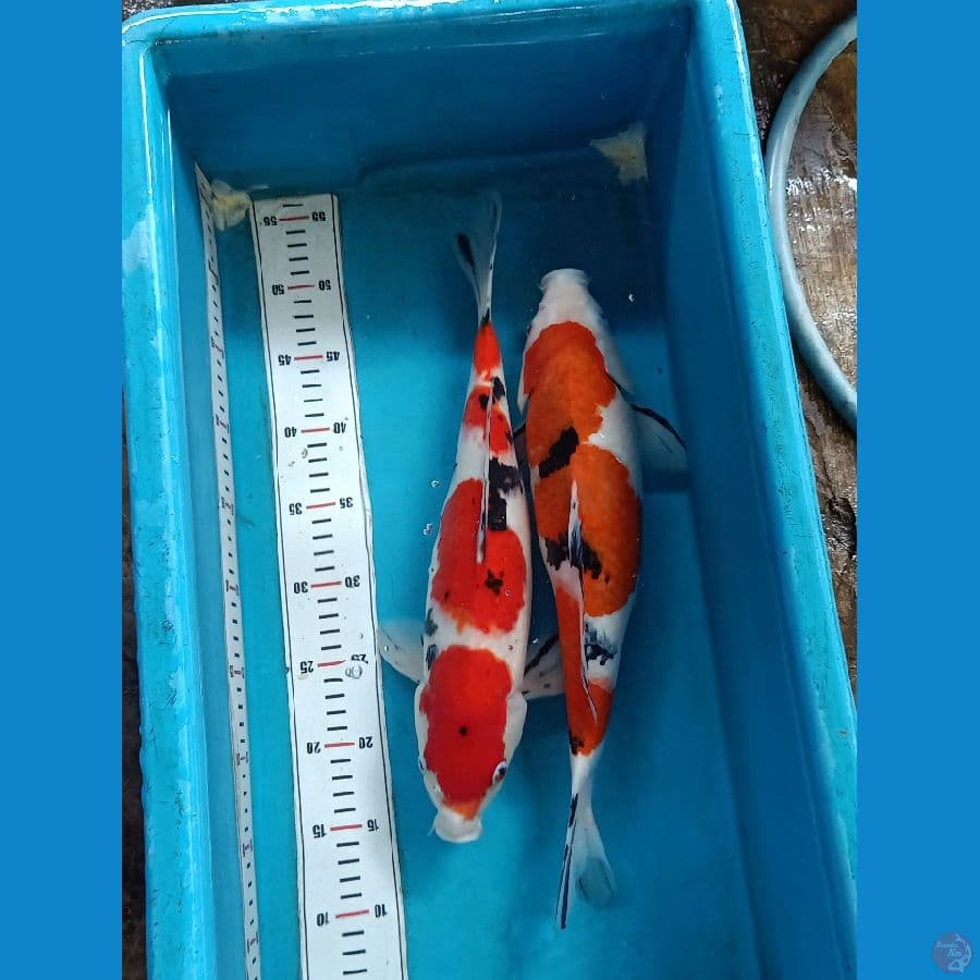 40cm Subosumi