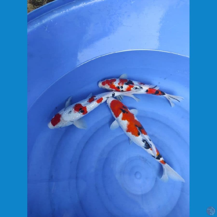 sanke 31-37 cm