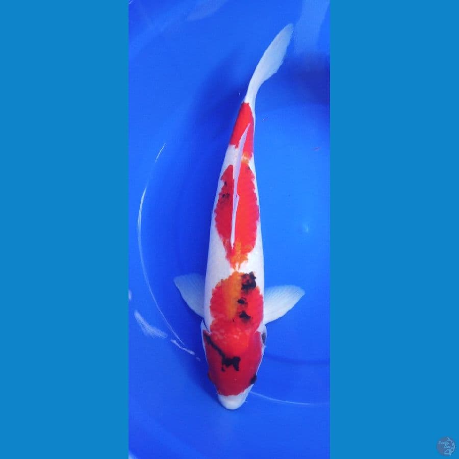 showa garang jumbo 49 cm