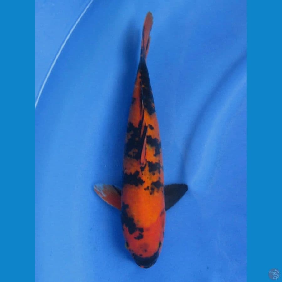 34cm - Hi Utsuri Tembus
