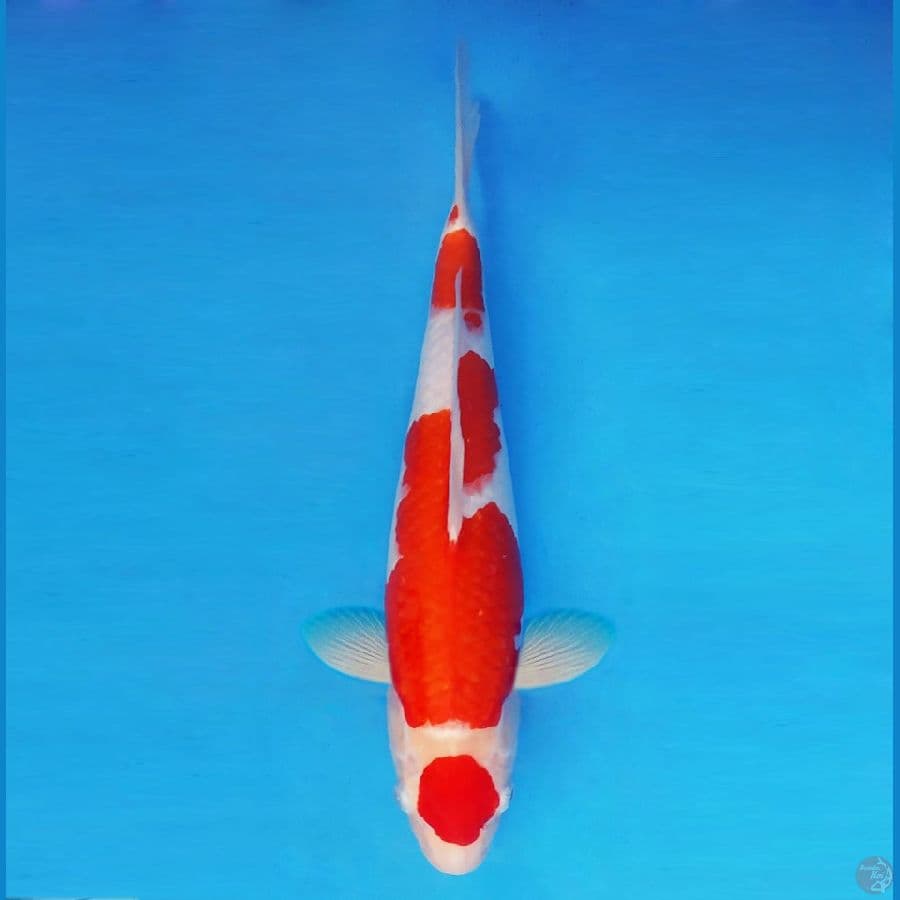 NINJA 1 (41CM/fm) ~ Maruten Kohaku™,-