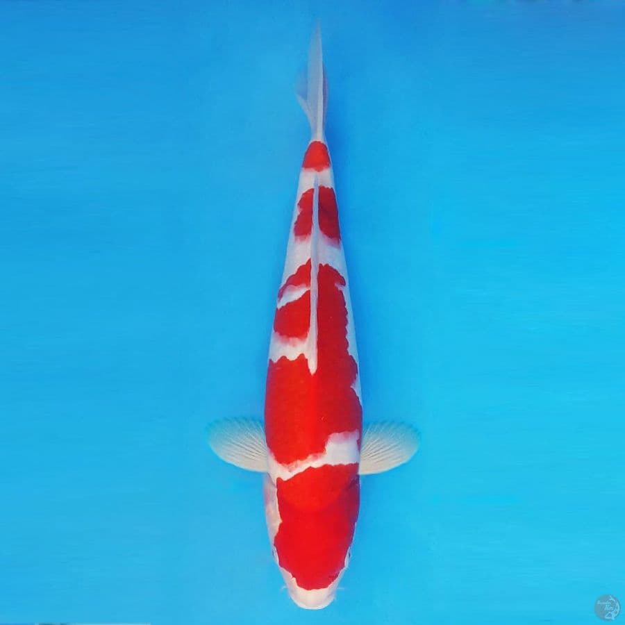 NINJA 7 ( 39 CM/male ) ~ Kohaku ™,-