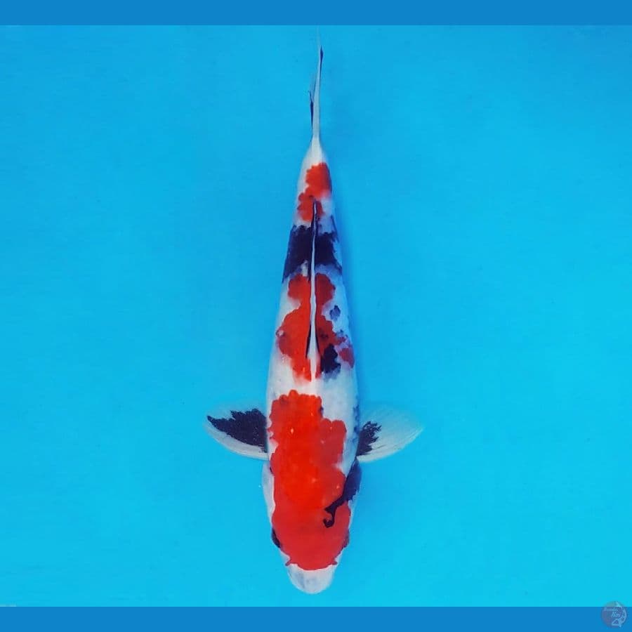 NINJA 13 ( 27 CM/male ) ~ Showa Evo ™,-