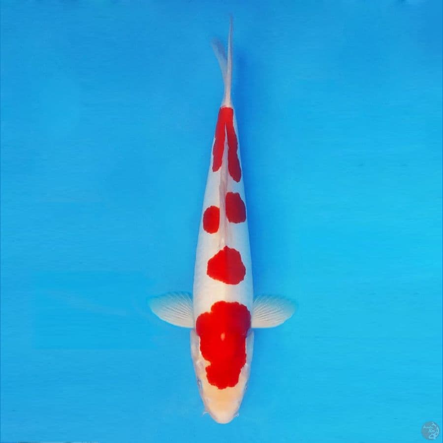 NINJA 14 ( 38 CM/male ) ~ Kohaku Doitsu Murni ™,-
