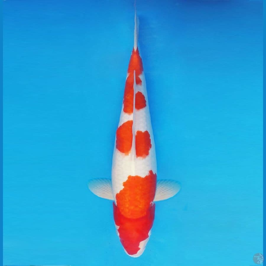 NINJA 5 ( 47 CM/fm ) ~ Kohaku ™,-
