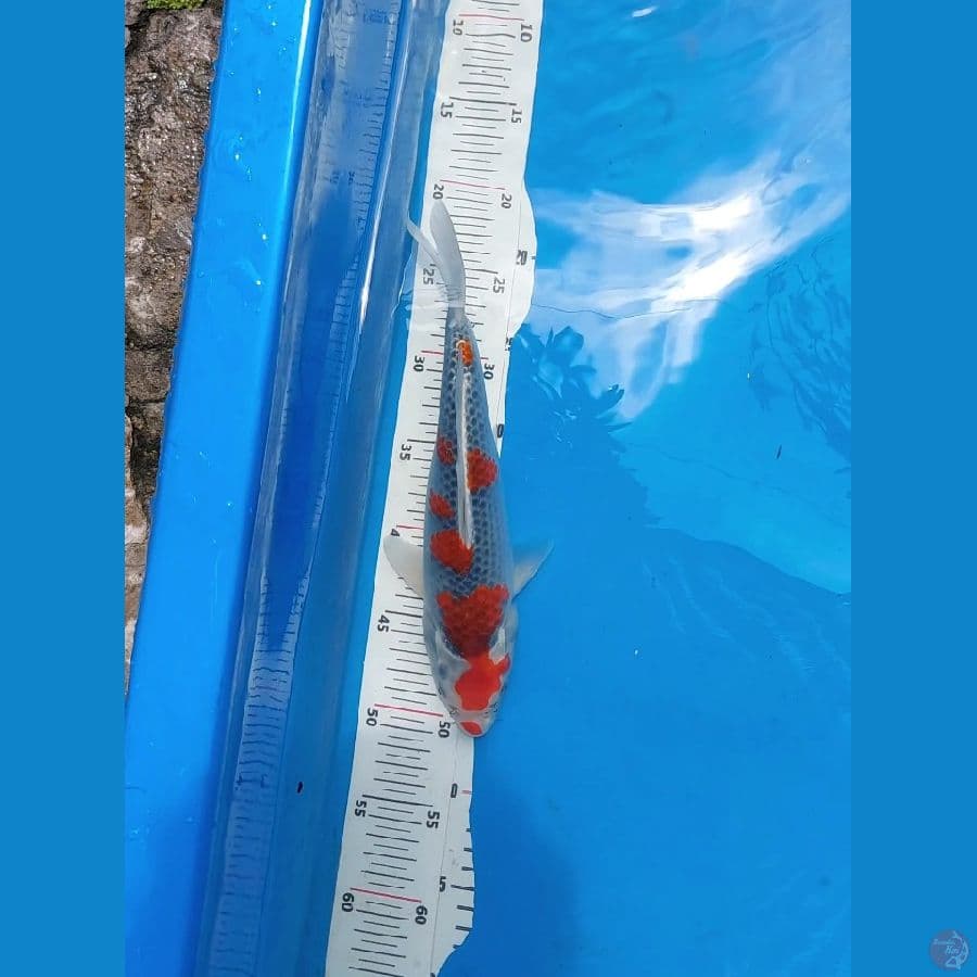 goshiki 40cm