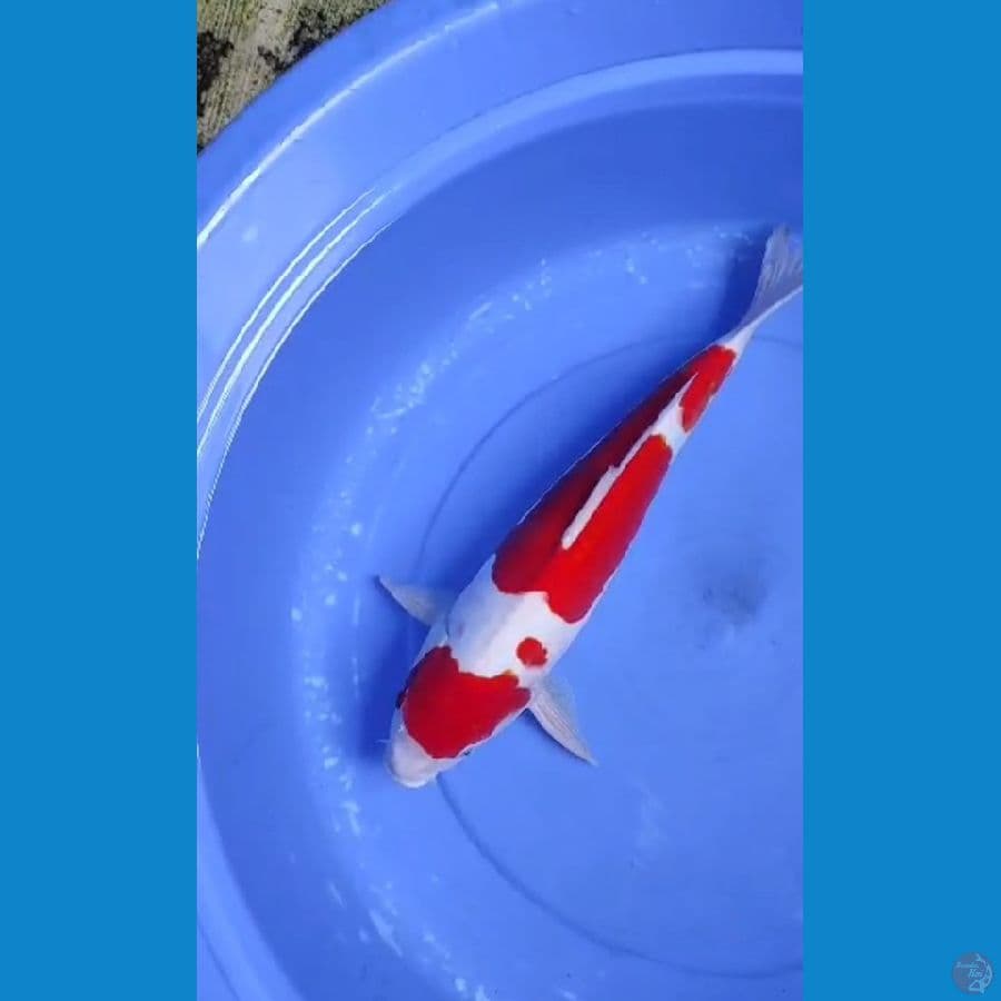 kohaku doitsu 45 cm