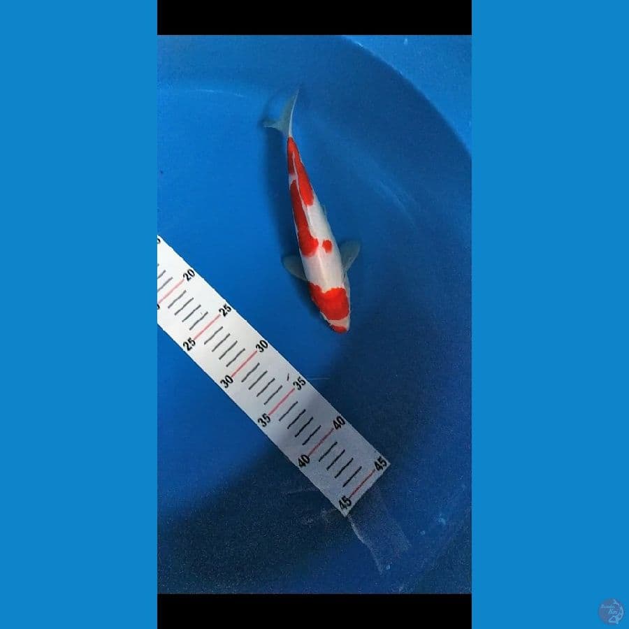 Kohaku 24 cm