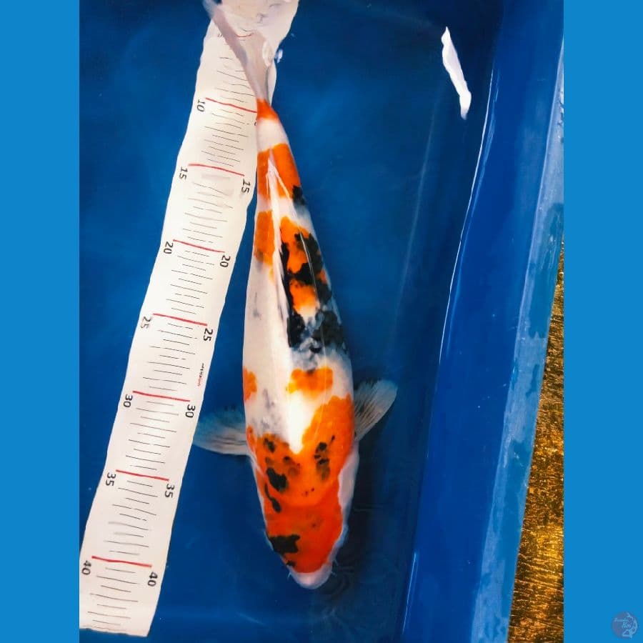 sanke 36cm betina