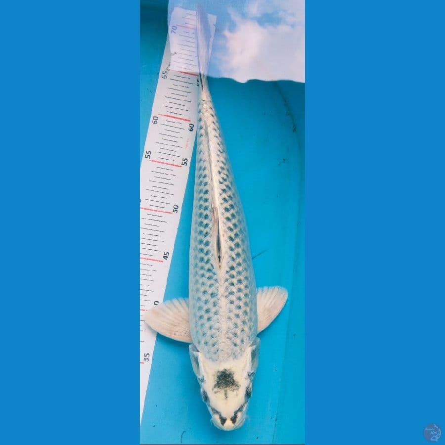 mukasi 40cm jantan