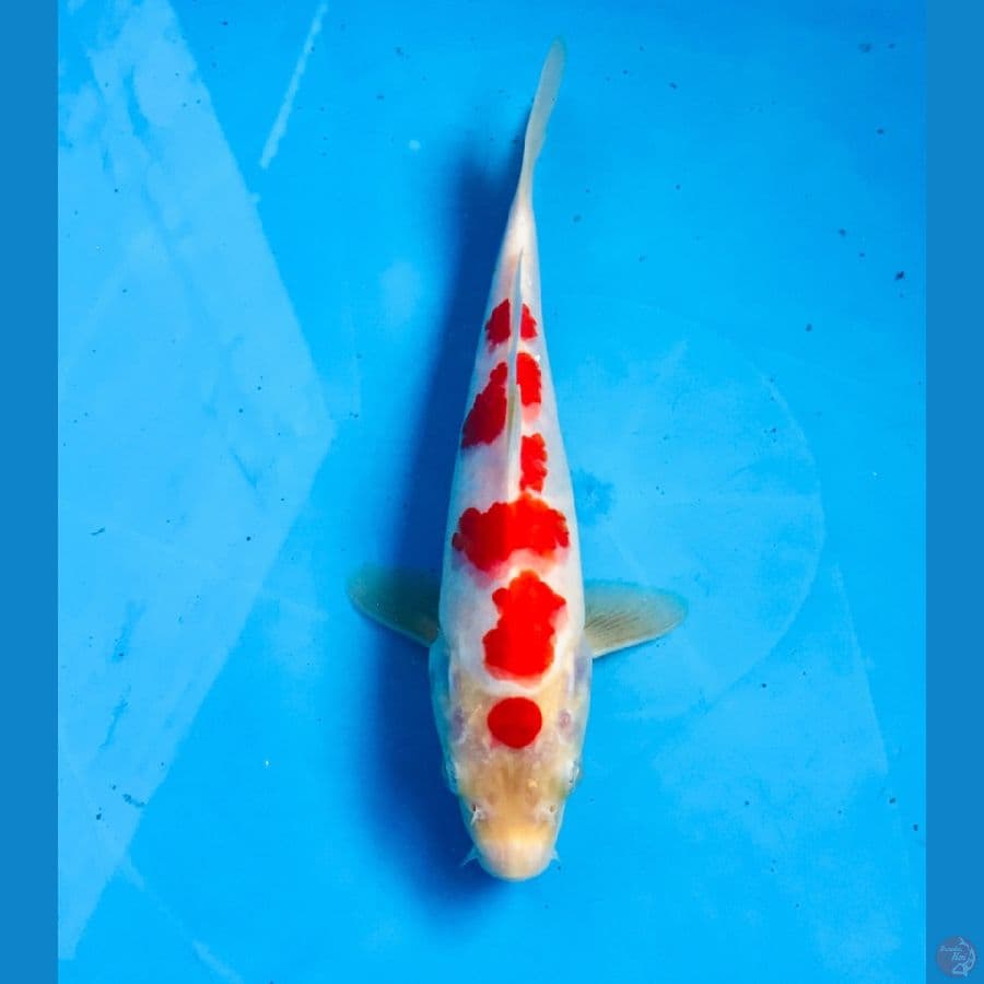 kohaku 20cm