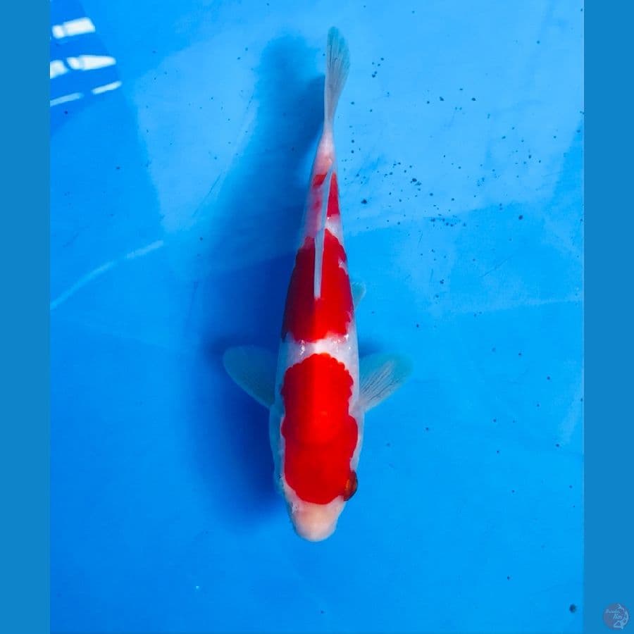 kohaku 15cm