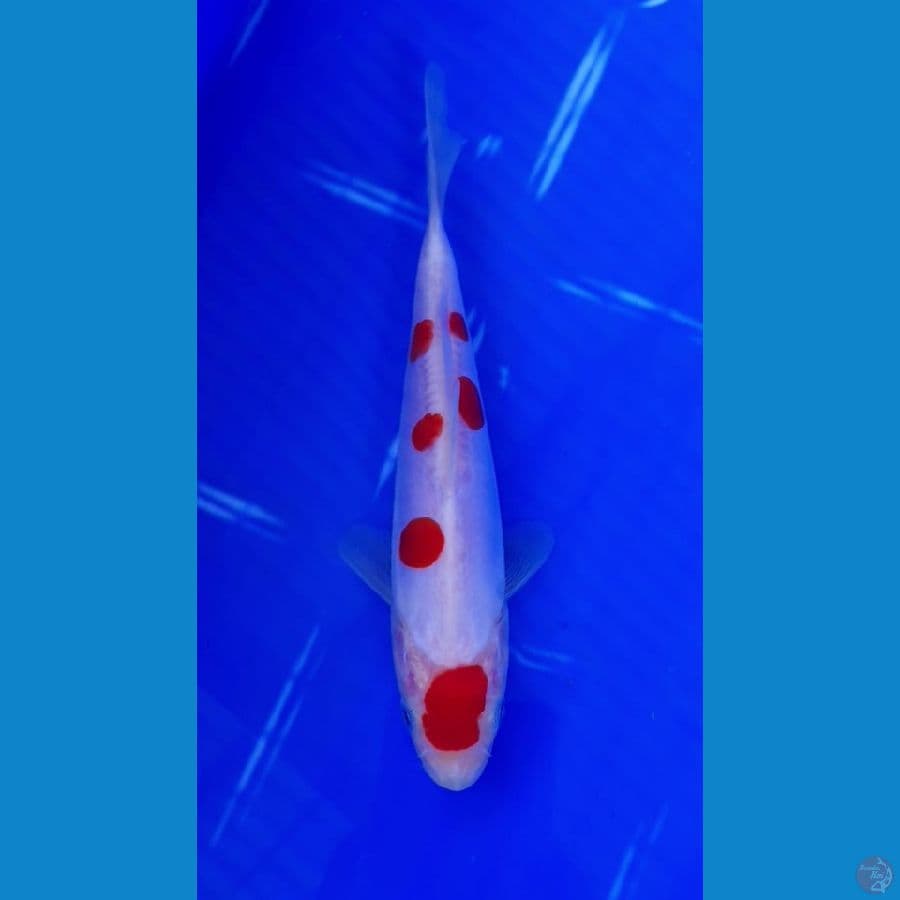 Maruten Doitsu 17cm