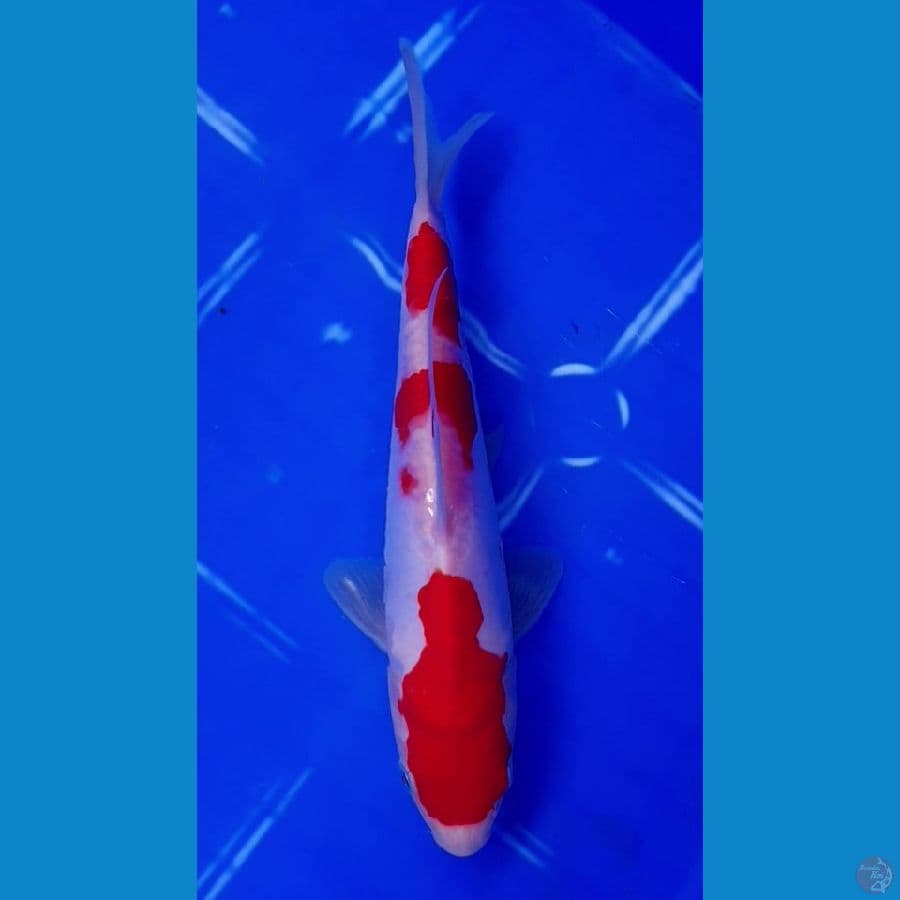 Kohaku Doitsu 20cm