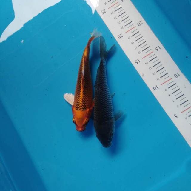 Penjinak kolam