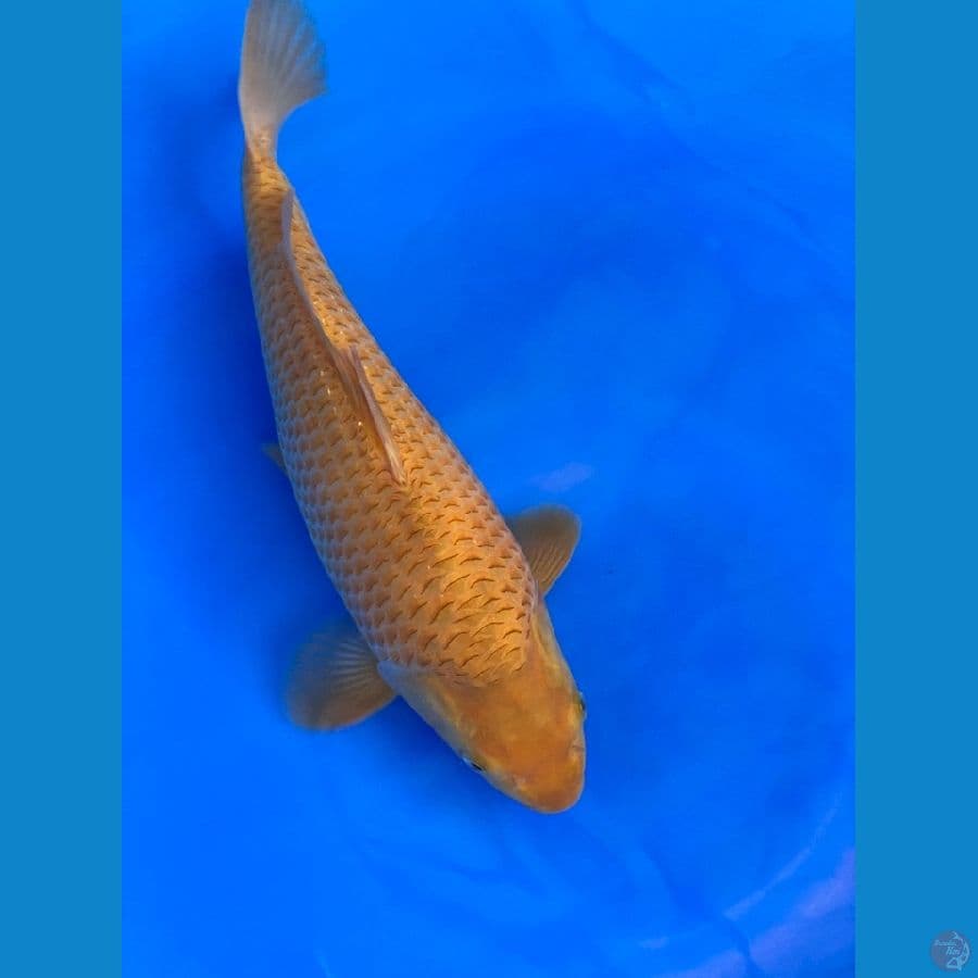 CARAMEL MALE 31cm