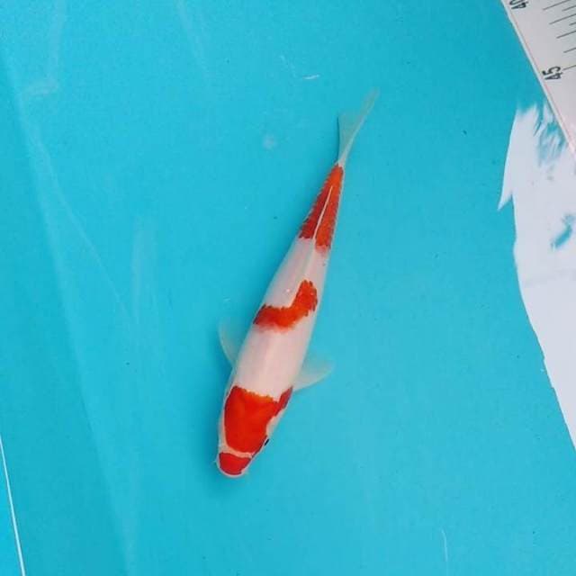 Original kohaku