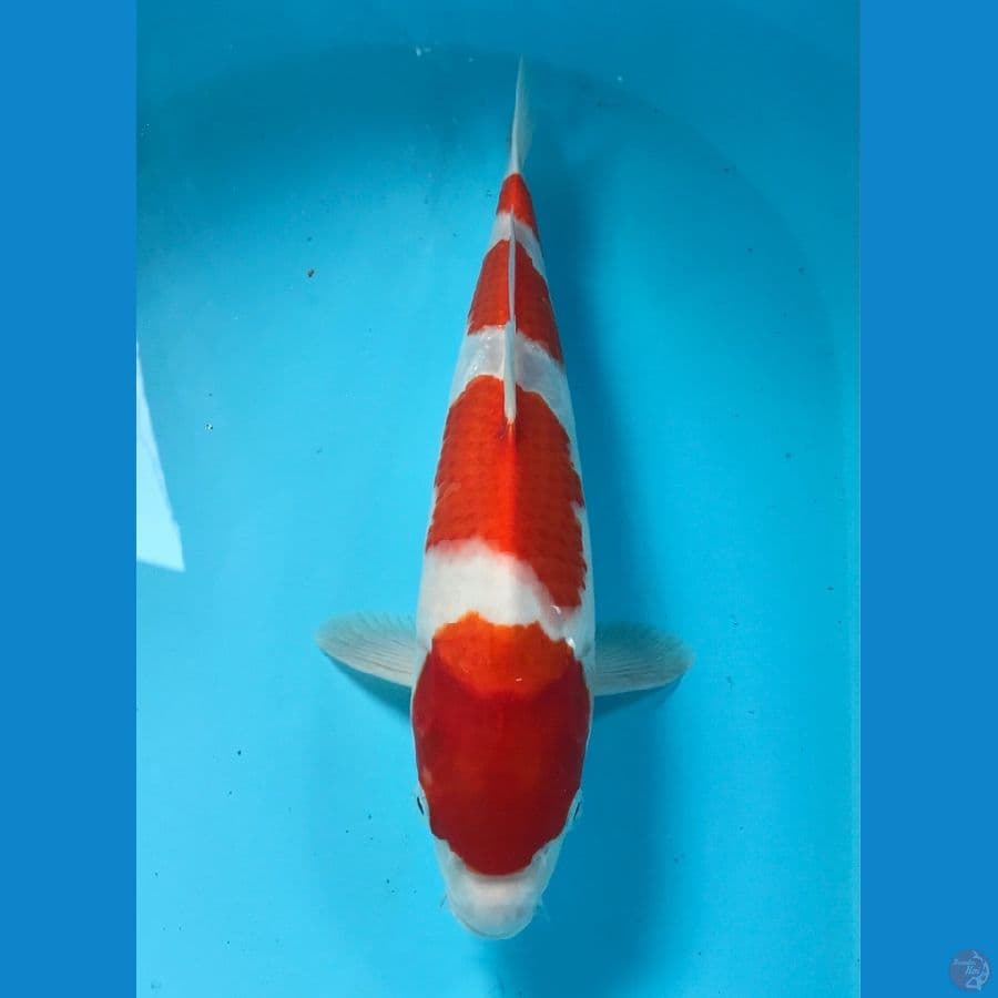 kohaku 34cm