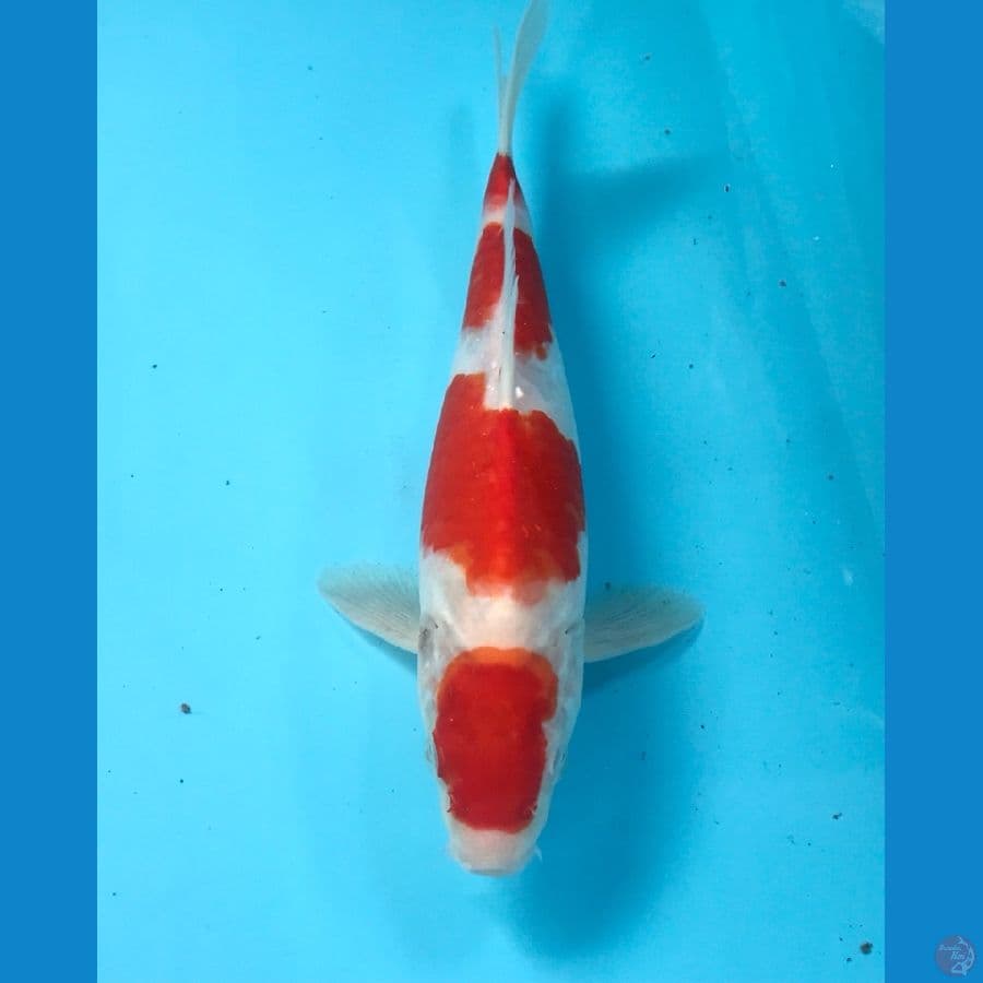 kohaku 26cm